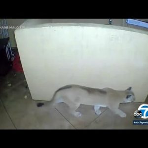 Video of mountain lion roaming SoCal neighborhood sparks excitement, health concerns