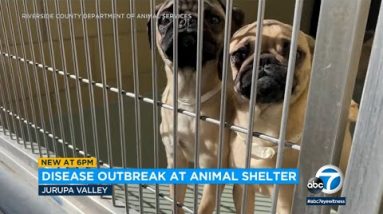 Illness outbreak impacts Riverside County’s most attention-grabbing animal shelter