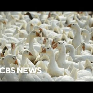 Avian influenza tension expose in mammals; World Health Group monitoring unfold