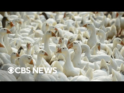 Avian influenza tension expose in mammals; World Health Group monitoring unfold