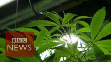 May possibly possibly well doubtless hashish oil medication cancer? BBC Files