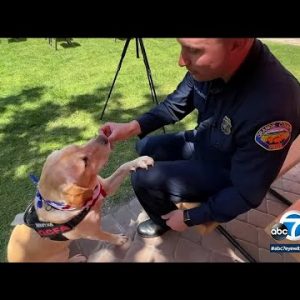 OCFA therapy K9 dogs helps firefighters attend stress, red meat up psychological health