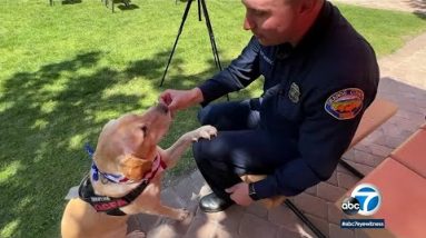 OCFA therapy K9 dogs helps firefighters attend stress, red meat up psychological health