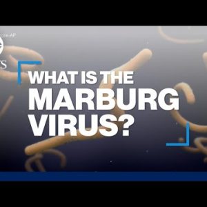 What’s the Marburg virus illness?