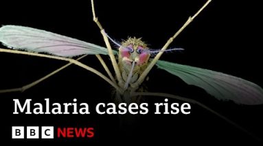 Malaria spike in Pakistan and Mozambique as a result of native climate trade, file says – BBC News