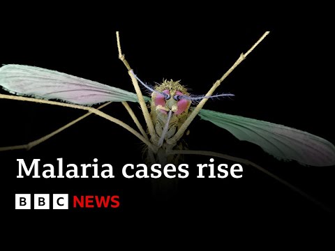 Malaria spike in Pakistan and Mozambique as a result of native climate trade, file says – BBC News